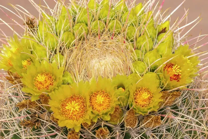 Framed Print : USA, California, Anza Borrego Desert State Park. Barrel cactus blossoms close-up. ©Cathy & Gordon Illg / Jaynes Gallery / DanitaDelimont.com Framed Print : USA, California, Anza Borrego Desert State Park. Barrel cactus blossoms close-up. ©Cathy & Gordon Illg / Jaynes Gallery / DanitaDelimont.com