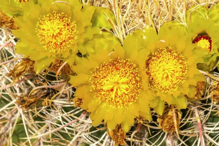 Framed Print : USA, California, Anza Borrego Desert State Park. Barrel cactus blossoms close-up. ©Cathy & Gordon Illg  /  Jaynes Gallery  /  DanitaDelimont.com