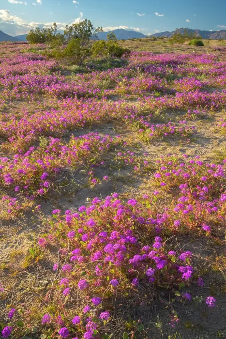 Framed Print : USA, California, Anza Borrego Desert State Park. Blooming verbena flowers. ©Cathy & Gordon Illg  /  Jaynes Gallery  /  DanitaDelimont.com