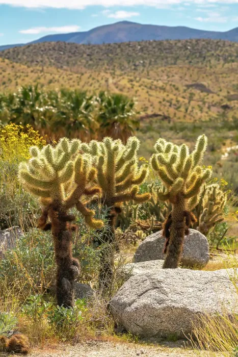 Framed Print : USA, California, Anza Borrego Desert State Park. Cholla cactus and blooming brittlebush. ©Cathy & Gordon Illg / Jaynes Gallery / DanitaDelimont.com Framed Print : USA, California, Anza Borrego Desert State Park. Cholla cactus and blooming brittlebush. ©Cathy & Gordon Illg / Jaynes Gallery / DanitaDelimont.com