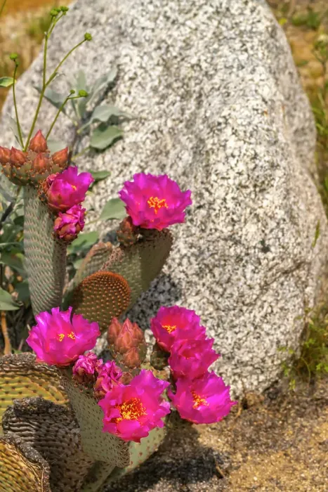 Framed Print : USA, California, Anza Borrego Desert State Park. Beavertail cactus blossom close-up. ©Cathy & Gordon Illg / Jaynes Gallery / DanitaDelimont.com Framed Print : USA, California, Anza Borrego Desert State Park. Beavertail cactus blossom close-up. ©Cathy & Gordon Illg / Jaynes Gallery / DanitaDelimont.com