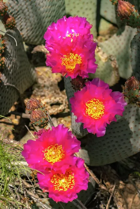 Framed Print : USA, California, Anza Borrego Desert State Park. Beavertail cactus blossom close-up. ©Cathy & Gordon Illg / Jaynes Gallery / DanitaDelimont.com Framed Print : USA, California, Anza Borrego Desert State Park. Beavertail cactus blossom close-up. ©Cathy & Gordon Illg / Jaynes Gallery / DanitaDelimont.com
