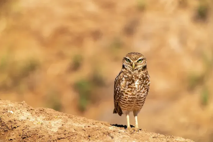 Framed Print : USA, California, Anza Borrego Desert State Park. Burrowing owl close-up. ©Cathy & Gordon Illg / Jaynes Gallery / DanitaDelimont.com Framed Print : USA, California, Anza Borrego Desert State Park. Burrowing owl close-up. ©Cathy & Gordon Illg / Jaynes Gallery / DanitaDelimont.com
