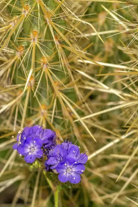 Framed Print : USA, California, Anza Borrego Desert State Park. Phacelia blossoms and cholla cactus. ©Cathy & Gordon Illg  /  Jaynes Gallery  /  DanitaDelimont.com