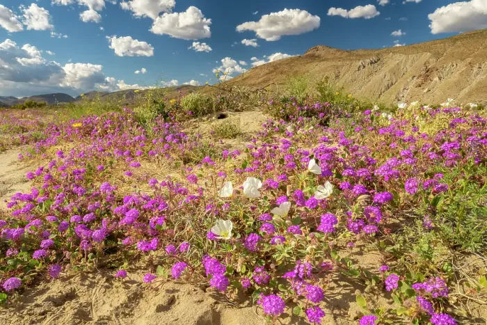 Framed Print : USA, California, Anza Borrego Desert State Park. Blooming desert flowers. ©Cathy & Gordon Illg  /  Jaynes Gallery  /  DanitaDelimont.com