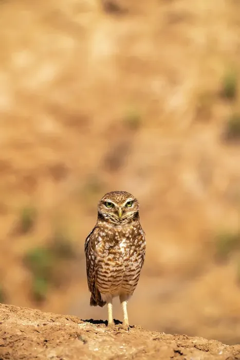Framed Print : USA, California, Anza Borrego Desert State Park. Burrowing owl close-up. ©Cathy & Gordon Illg  /  Jaynes Gallery  /  DanitaDelimont.com