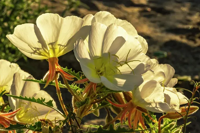 Framed Print : USA, California, Anza Borrego Desert State Park. Evening primrose blossoms. ©Cathy & Gordon Illg / Jaynes Gallery / DanitaDelimont.com Framed Print : USA, California, Anza Borrego Desert State Park. Evening primrose blossoms. ©Cathy & Gordon Illg / Jaynes Gallery / DanitaDelimont.com
