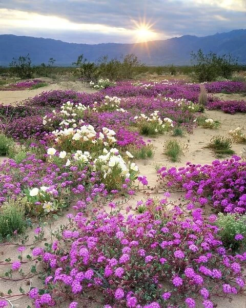 USA, California, Anza-Borrego Desert State Park. Sand verbena and dune primrose wildflowers