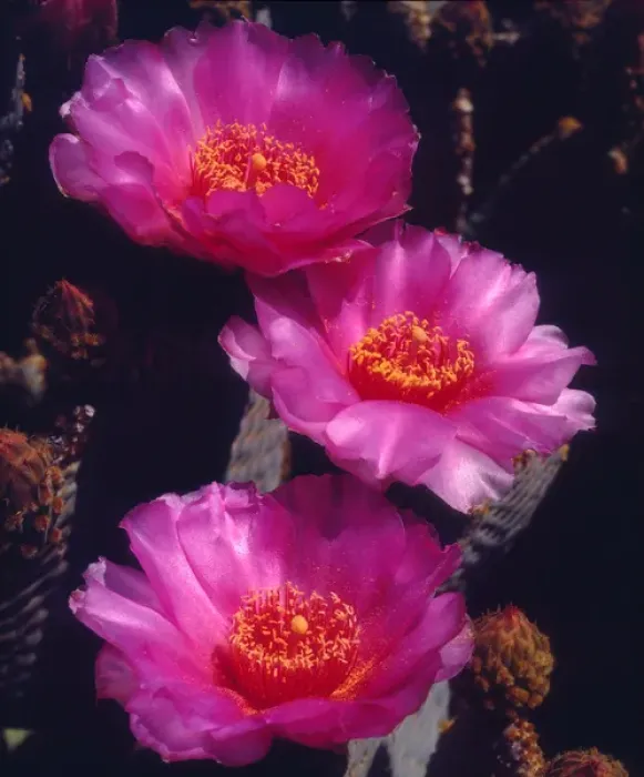 Framed Print : USA; California; Anza Borrego Desert State Park; Beavertail Cactus Flowers Framed Print : USA; California; Anza Borrego Desert State Park; Beavertail Cactus Flowers