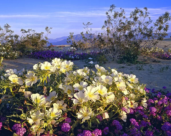 USA, California, Anza Borrego State Park. Blooming desert primrose and sand verbena