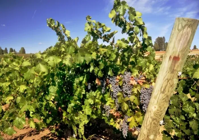 Framed Print : USA, California, Apple Hills Vineyard Framed Print : USA, California, Apple Hills Vineyard
