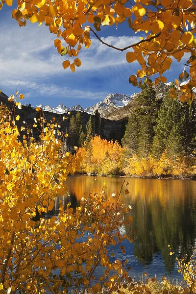 USA, California. Autumn color in Bishop Creek Canyon