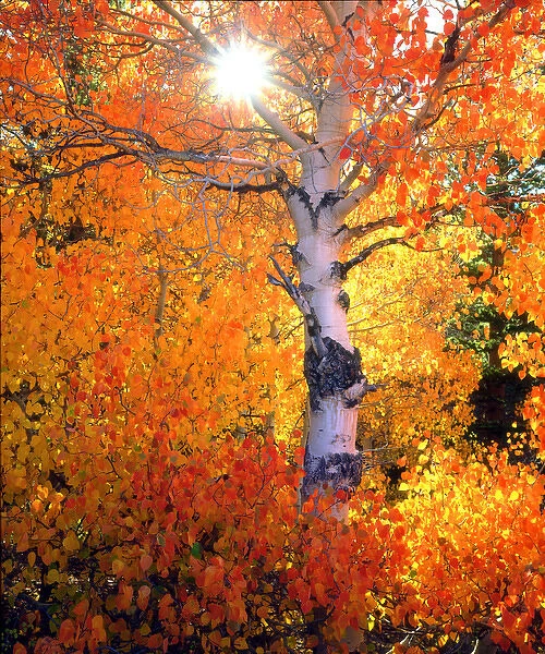 USA, California, Autumn colors of aspen trees in the Sierra Nevada Mountains, Ca
