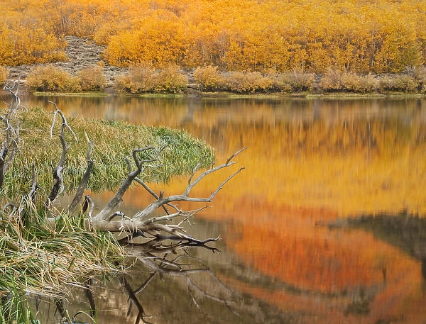 USA, California. Autumn colors reflect in North Lake near Bishop