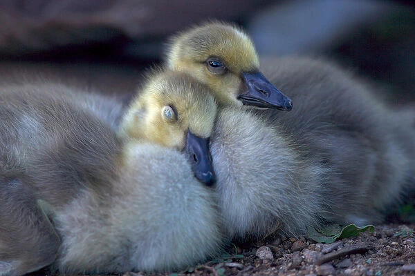 USA, California. Baby Canada geese. Credit as: Christopher Talbot Frank  /  Jaynes