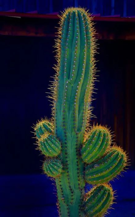 Framed Print : USA, California. Backlit saguaro cactus. Credit as: Jean Carter / Jaynes Gallery / DanitaDelimont Framed Print : USA, California. Backlit saguaro cactus. Credit as: Jean Carter / Jaynes Gallery / DanitaDelimont
