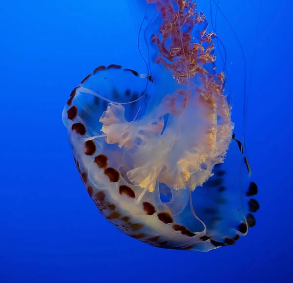 Usa, California. This beautiful purple striped jellyfish glides gracefully at the Monterey Aquarium