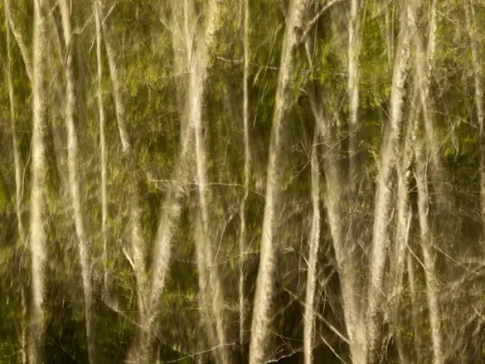 Framed Print : USA, California, Big Sur, Abstract double exposure of white alders at Big Sur Pfeiffer Framed Print : USA, California, Big Sur, Abstract double exposure of white alders at Big Sur Pfeiffer