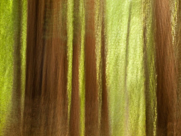 USA, California, Big Sur, Abstract of redwood trees at Big Sur Pfeiffer State Park