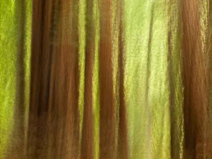 Framed Print : USA, California, Big Sur, Abstract of redwood trees at Big Sur Pfeiffer State Park Framed Print : USA, California, Big Sur, Abstract of redwood trees at Big Sur Pfeiffer State Park