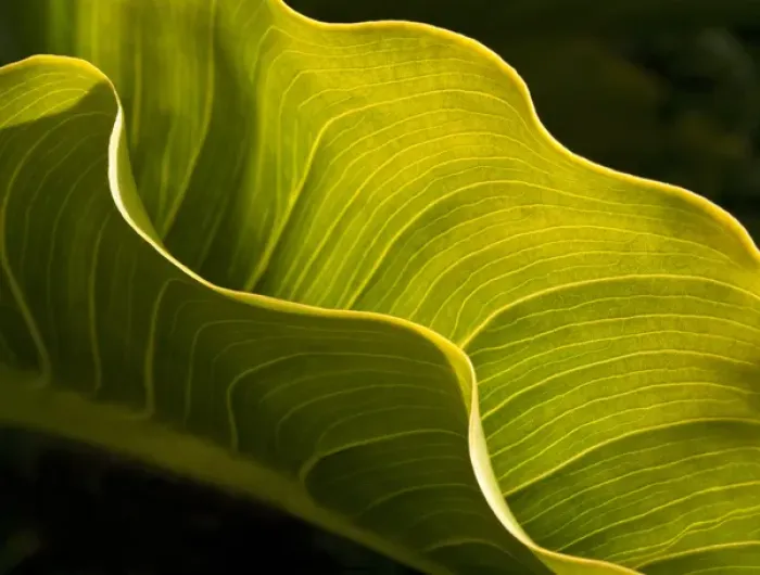 Framed Print : USA, California, Big Sur, Calla lily leaf at Garrapata State Park