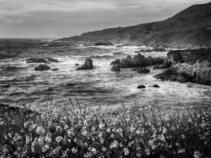 Framed Print : USA, California, Big Sur, Dusk and mustard plants at Soberanes Cove Framed Print : USA, California, Big Sur, Dusk and mustard plants at Soberanes Cove