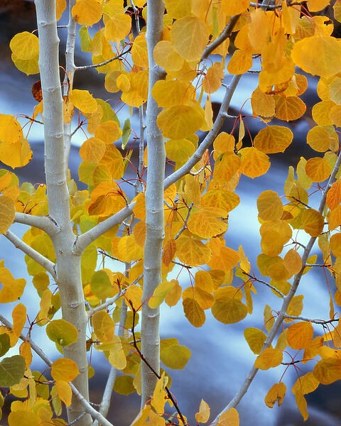 USA, California, Bishop. Autumn leaves on aspen tree in the Sierra Nevada Range. Credit as