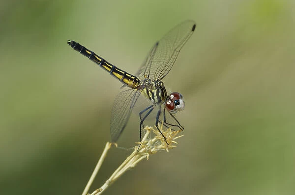 USA, California, Bishop. Blue dasher female dragonfly on stem