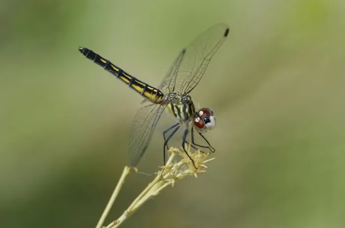 Framed Print : USA, California, Bishop. Blue dasher female dragonfly on stem Framed Print : USA, California, Bishop. Blue dasher female dragonfly on stem