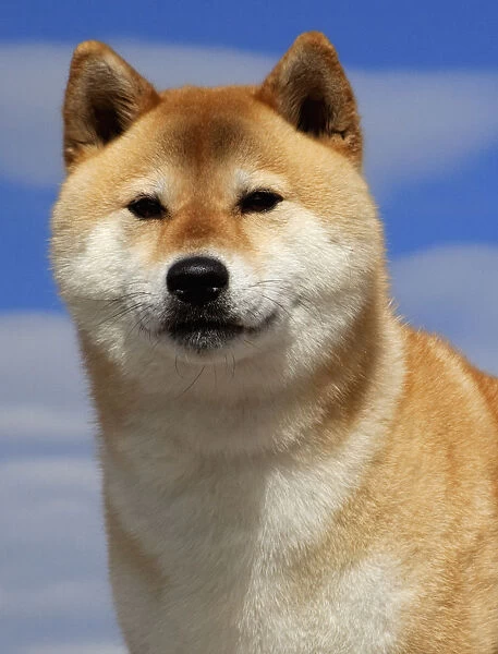 USA, California, Bishop. Close-up of pedigree Shiba Inu dog