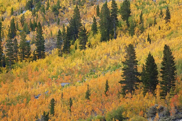 USA, California, Bishop Creek Canyon. Autumn color in mountains