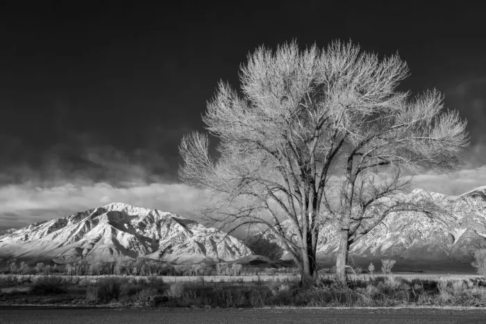 Framed Print : USA, California, Bishop, Mount Tom and a cottonwood tree at sunrise in Round Valley