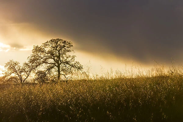 USA, California, Black Butte Lake. Backlit oak trees and grass at sunset. Credit as
