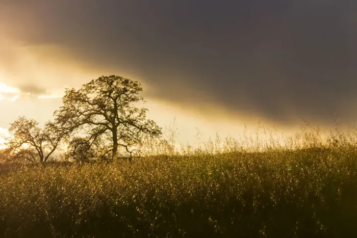 Framed Print : USA, California, Black Butte Lake. Backlit oak trees and grass at sunset. Credit as