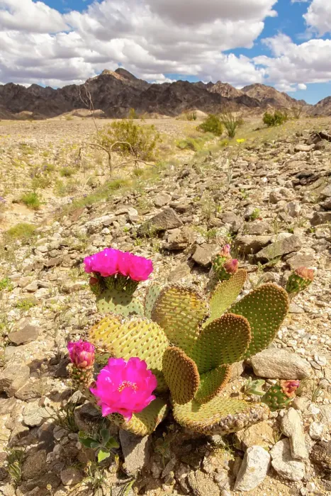 Framed Print : USA, California. Blooming beavertail cactus and Chocolate Mountains. ©Cathy & Gordon Illg  /  Jaynes Gallery  /  DanitaDelimont.com