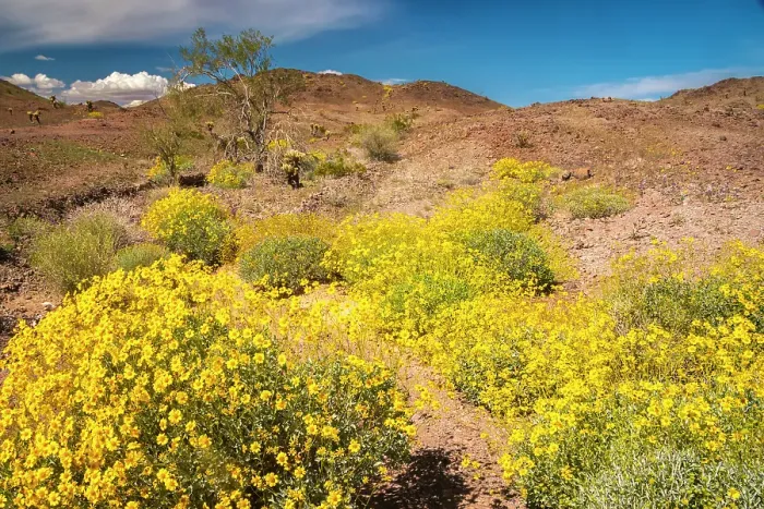 Framed Print : USA, California. Blooming brittlebush and Chocolate Mountains. ©Cathy & Gordon Illg / Jaynes Gallery / DanitaDelimont.com Framed Print : USA, California. Blooming brittlebush and Chocolate Mountains. ©Cathy & Gordon Illg / Jaynes Gallery / DanitaDelimont.com