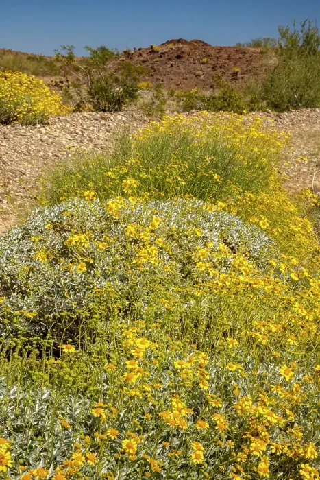 Framed Print : USA, California. Blooming brittlebush and Chocolate Mountains. ©Cathy & Gordon Illg / Jaynes Gallery / DanitaDelimont.com Framed Print : USA, California. Blooming brittlebush and Chocolate Mountains. ©Cathy & Gordon Illg / Jaynes Gallery / DanitaDelimont.com