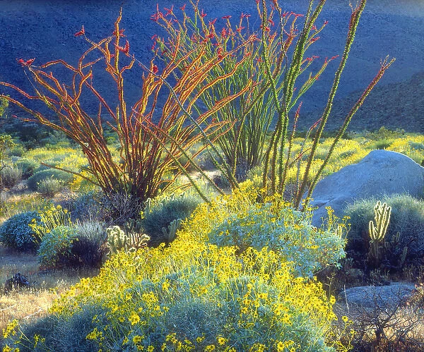 USA, California, Blooming Ocotillo in Anza Borrego Desert State Park, Ca