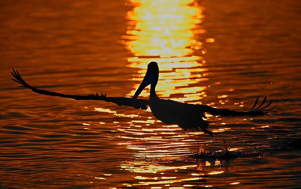 USA, California, Bolsa Chica Lagoon. Silhouette of brown pelican taking flight against
