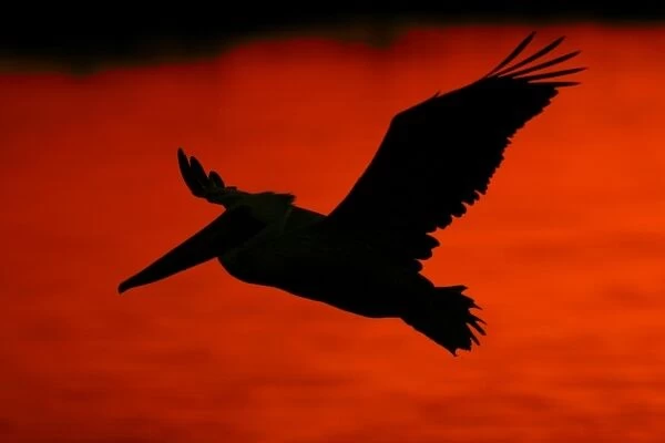 USA, California, Bolsa Chica Lagoon. Silhouette of flying brown pelican against red