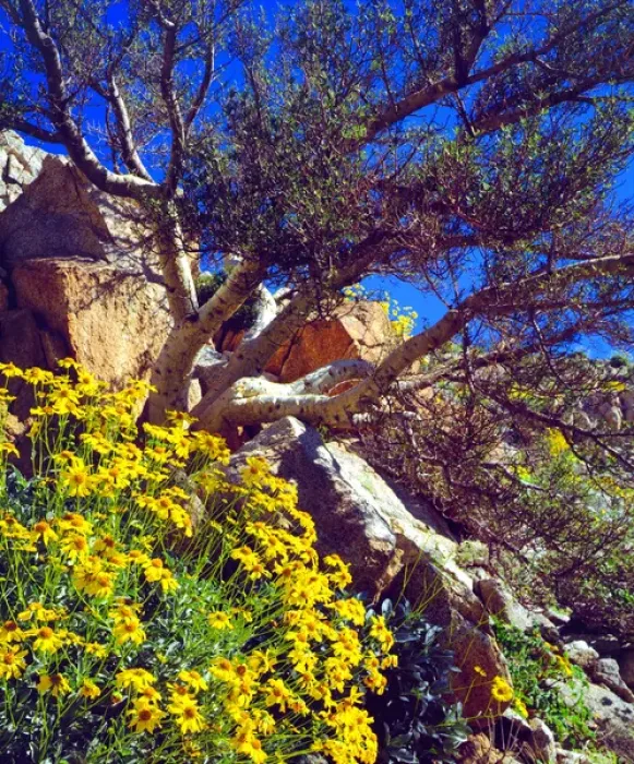 Framed Print : USA; California; Brittlebush and Elephant Tree in Anza Borrego Desert State Park