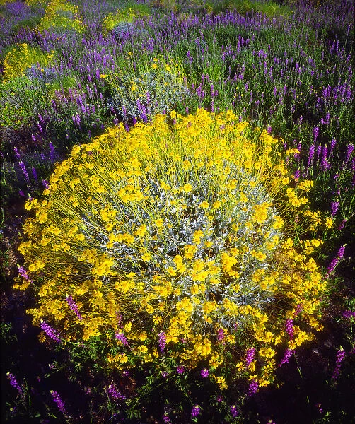 USA; California; Brittlebush and Lupine Wildflowers in Joshua Tree National Park