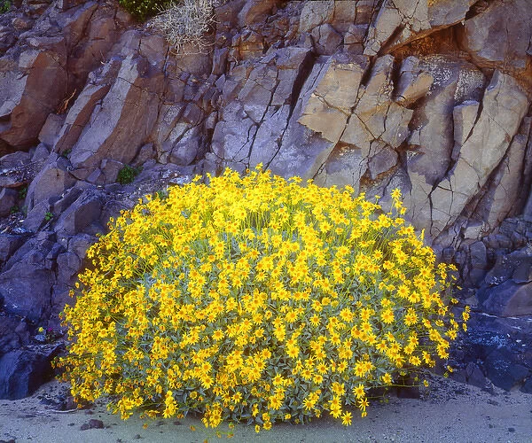 USA; California; Brittlebush wildflowers in Anza Borrego Desert State Park