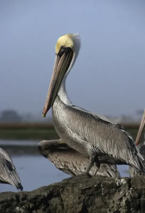 Framed Print : USA, California, Brown Pelicans, Monterey