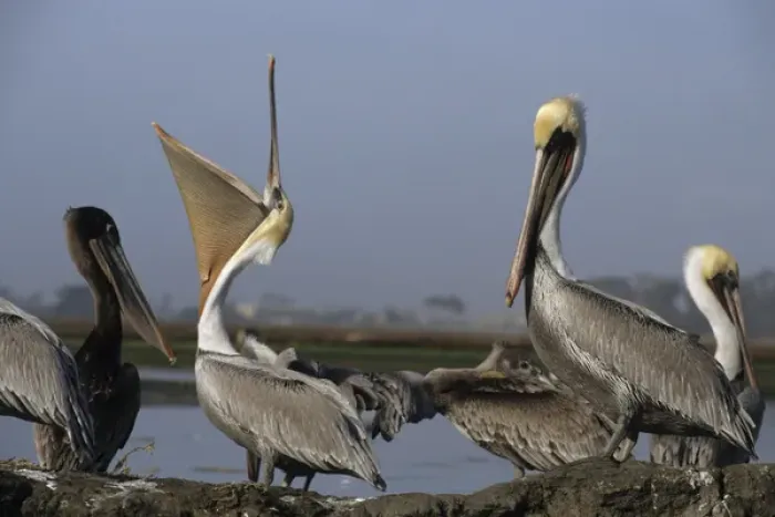 Framed Print : USA, California, Brown Pelicans, Monterey Framed Print : USA, California, Brown Pelicans, Monterey