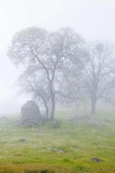 USA, California, Bullion Mountain. Oak trees in fog