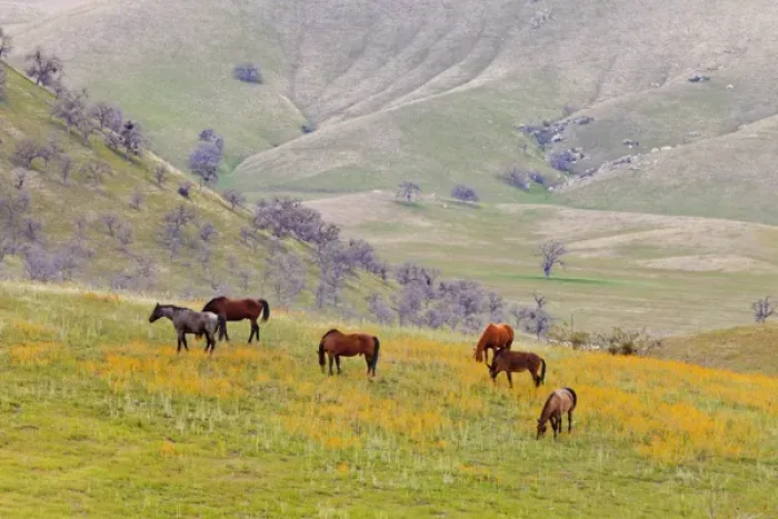 Framed Print : USA, California, Caliente. Horses in meadow Framed Print : USA, California, Caliente. Horses in meadow
