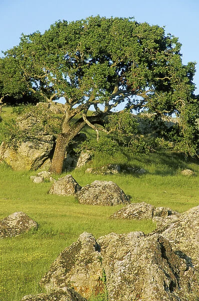 USA, California. California oak tree scenic