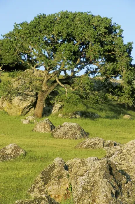 Framed Print : USA, California. California oak tree scenic