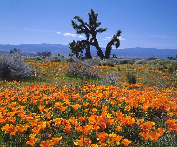 USA; California; California Poppies and a Joshua Tree in Antelope Valley